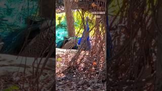 Peacock to bahar hi aa gaya sabko dekhneZoo part 2 #zoo #flamengo #peacock #zoobirds #ytshorts