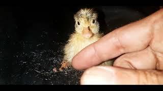 A Call Duck