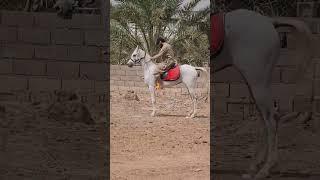 Horse riding #madina #saudiarabia #subscribe #like #share