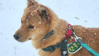 Single-person.A puppy who sees snow for the first time in his life is cautious about the world