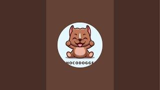 LIVE Q&A with Chocodogger!