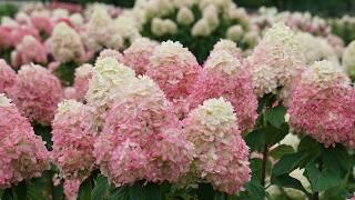 Plant Of The Day: June 24 - 30 (35% Off)