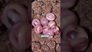 Random facts that will make you smarter PT.1 #animals #wildlife #adventure #facts #frog #snake