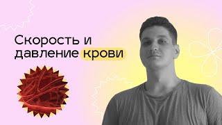 Скорость и давление крови в сосудах. ЕГЭ БИОЛОГИЯ