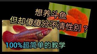 2021/如何分辨斗鱼性别/100%超简单教学/新手必看/betta fish/如何分辨斗鱼公母/养斗鱼的基础知识/超简单