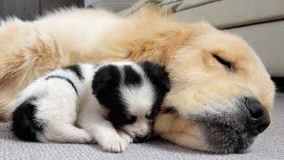 Stray Puppy Mistakes Golden Retriever For Mom! (A Heartwarming Moment)