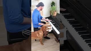 Dog Plays Feel Good Inc