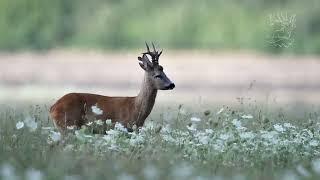 Roe deer hunting in Hungary - Hunt with us!