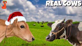 FUNNY REAL COW DANCE 10│ Cow Song & Cow Videos 2023 | Cow dance mix | funny dancing gay