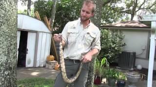 Venomous Snake Removal, Cottonmouth in Jacksonville, FL