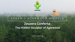 Discover the Secrets of Agarwood in Northeast India!