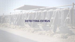 USLGE | Beef and Dairy | Detecting Estrus in U.S. Cattle (English)