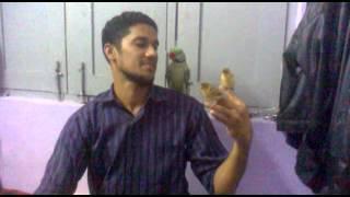 Parrot and bayan weaver bird love