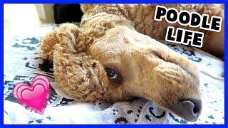 Standard Poodle Day in the Life | Odin's Day