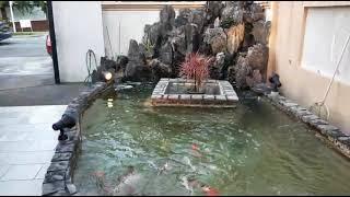 Part 2 Clear pond transformation after upgrading the filtration system by Design4u.com.sg