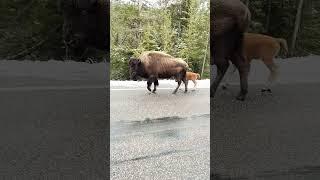 Getting “the look” from a mother and baby bison in Yellowstone  #wildlife #photography #animals