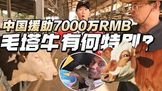 Costing 70 Million RMB, China Assists Mauritania: The Cattle Here Are Extraordinary!