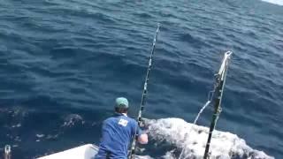 Deep Sea fishing Cabo San Lucas