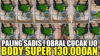 BIKIN ULAH LAGI ! CUCAK IJO 130.000AN DAPET BODY SUPER, PROMO 90 EKOR CUCAK IJO DIJUAL ASAL LAKU