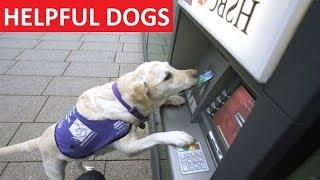 HELPFUL DOGS - Funny Dog Videos Compilation - Funny Dogs