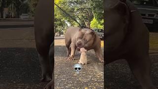 "Before & After: Bully Breed Dog's Shocking Transformation! #trollface #trolling #editing #trending