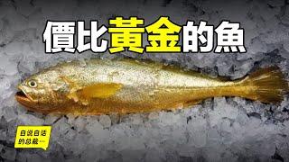 大黃魚：從4毛一斤到價比黃金，40萬一餐飯，300萬一條魚，40年來，大黃魚到底經歷了什麼……|自說自話的總裁