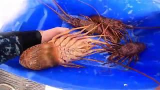 Sailing the Ningaloo reef/Whalesharks/Crays/. coral breeze