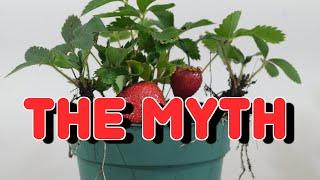Growing Strawberry From Seeds.Debunking The Myths.