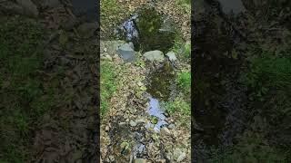 숲속의 작은 냇물 #산책 #융건릉