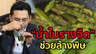 น้ำใบรางจืดช่วยล้างพิษในร่างกาย l อาหารเป็นยา l ชุมทางฮอตโชว์