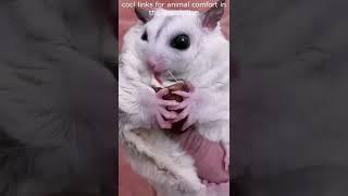 Top  Funny animals videos - Try Not To Laugh  - 97 #Shorts