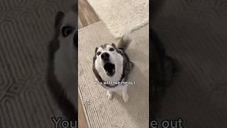 Arguing With A Talking Husky Goes Wrong! 