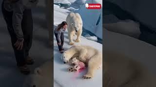 saving Motherhood: How a Rescue Team Saved a Pregnant Polar Bear #animalrescue #funnyvideos #cats