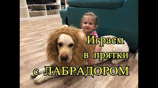 Играем в прятки с Лабрадором