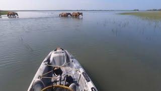 Wild horses and flounder in Beaufort NC!