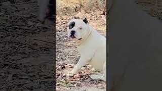 Pit bull originally #new #reaction #reels #like #comment #subscribe #follow #instagram #views #views