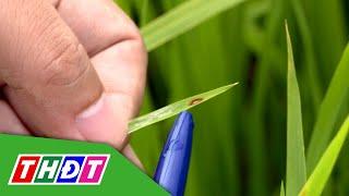 Quản lý bệnh đạo ôn lúa | Syngenta Thông tin nông nghiệp - 13/10/2024 | THDT