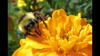 Intruders on the Marigolds