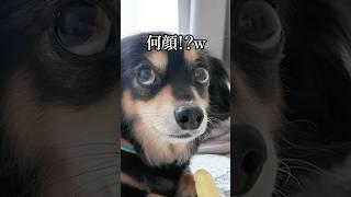 感情が分かりやすそうで複雑な犬