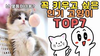 가장 인기 많은 반려묘 TOP7