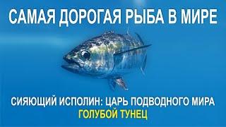 СИЯЮЩИЙ ИСПОЛИН ГОЛУБОЙ ТУНЕЦ ЦАРЬ ПОДВОДНОГО МИРА, САМАЯ ДОРОГАЯ РЫБА В МИРЕ