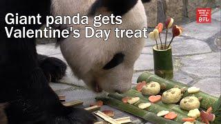 Giant panda gets Valentine's Day treat in southwestern Japan