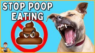 STOP Your Dog's Poop Eating for Good (vet-approved strategies)