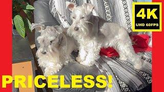 Rare “Couch” Moment - Miniature Schnauzer Brothers