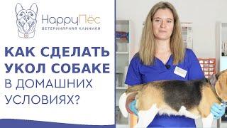  Как безболезненно сделать внутримышечную инъекцию собаке? Внутримышечная инъекция собаке видео.12+