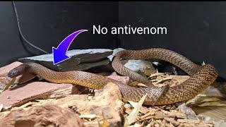 Venomous Taipan Bite - The Full Story