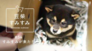 柴犬の子犬って反則だと思う。(1年前のお迎え日)