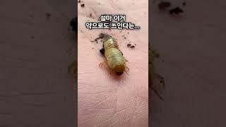 교실에 곤충 가져오면 어떡하니?