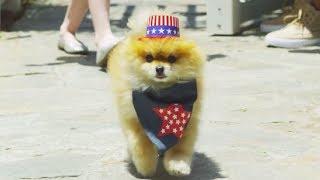 Pet Safety - 4th of July Pet Party and Summer Tips: by Petco