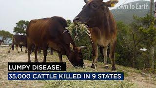 What is Lumpy Skin Disease that killed 35,000 cattle in 9 Indian states?